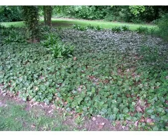 Storbladet eføy til bunndekke